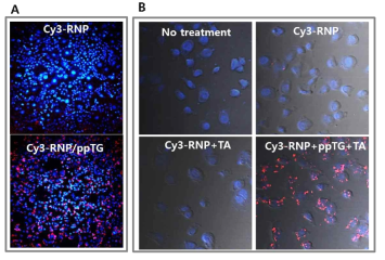 Cy3가 표지된 RNP를 ppTG와 탄닌산을 이용하여 MDAMB231GFP 세포에 처리한 후 세포내에 들어간 물질의 양을 confocal 현미경으로 관찰함(Blue : DAPI 염색; Red: Cas9 표지) (A) RNP와 RNP/ppTG의 비교. (B) RNP, RNP/TA, RNP/ppTG/TA의 비교. (serum 조건, 3시간, 11 nM RNP+3 uM ppTG+ 120 nM TA)