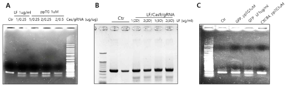 Indel assay를 이용하여, lipofectamine (LF)과 ppTG를 통해 RNP를 세포내로 전달하여 sequence specific NHEJ 효과를 확인. (A) GFP specific한 RNP를 ppTG를 이용하여 세포에 전달시킨 후 Indel assay를 통해 NHEJ이 일어남을 확인. (B) CXCR4 specific한 RNP를 LF을 이용하여 세포에 전달 후 CXCR4 prime로 PCR 반응을 보낸 후 Indel assay 진행. (C) GFP specific gRNA 혹은 CXCR4 gRNA가 포함된 RNP를 ppTG와 LF을 이용하여 세포에 처리한 후 GFP prime를 이용하여 원하는 fragment 를 증폭 한 후 indel assay를 통해 GFP sequence specific 하게 NHEJ가 일어남을 확인