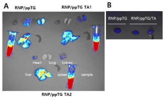 (A) Cy3가 표지된 Cas9 단백질을 이용하여 RNP/ppTG with (n=2) or without (n=1) 탄닌산 복합체를 제작한 후 마우스에 정맥주사 후 RNP의 체내 분포를 관찰. (28 pmole RNP + 7.5 nmole ppTG + TA 0.45 ug) 대부분 간에 축적됨을 확인. (B) tannylation 유무에 따른 RNP 심장 축적의 차이가 없음