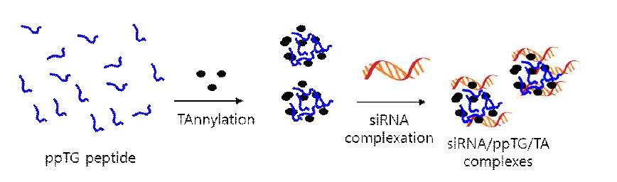 작은 CPP 펩타이드를 Tannylation을 이용하여 condensation을 시킨 후 siRNA 전달체로서 사용. ppTG 펩타이드는 탄닌산과 수소결합으로 binding 하여 나노입자를 형성하고 이는 siRNA와 전기적 인력으로 결함. 최종 siRNA/ppTG/TA는 ppTG에 의해 효과적으로 세포내에 전달되어 siRNA 가 타겟 유전자의 발현을 저해함
