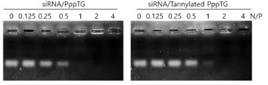 PppTG (A)와 Tannylated PppTG (PppTG/TA molar ratio = 11) (B)를 이용하여 siRNA와 결합시킨 후, 그로인한 mobility retardation을 전기영동으로 확인. (N/P는 PppTG의 아민기/siRNA의 phosphate기의 비율)