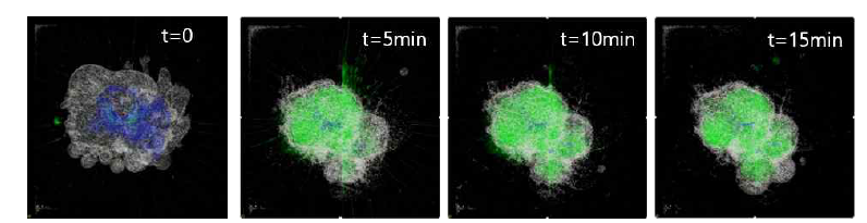 15분 동안 단일 세포내에 축적되는 탄닌산/GFP-Cas9 복합체(녹색 형광)의 현미경 사진 핵은 DAPI(푸른색)으로 표지됨
