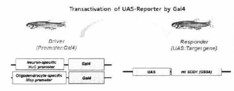 신경세포(HuC promoter) 및 희소돌기아교세포(Mbp promoter) 륙이적으로 사람의 SOD1 변이유전자(mt SOD1-G93A)를 발현하는 형질전환 제브라피쉬 시스템 구축