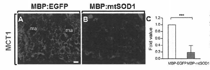 희소돌기아교세포 특이적으로 mt SOD1(G93A) 유전자 발현하는 형질전환 제브라피쉬에서 MCT1으| 발현 레벨이 감소함을 확인함