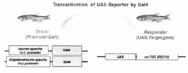 신경세포(HuC promoter) 및 회소돌기아교세포(Mbp promoter) 특이적으로 사람의 FUS 변이유전자(mt FUS- R521H)룰 발현하는 형질전환 제브라피수| 시스템 구축