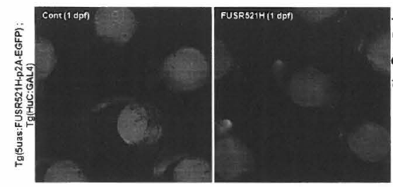 Tg(UAS:FUS(R521H)-p2A-EGFP) 제브라피쉬 모델 제조 및 이를 활용하여 신경세포(HuC promoter) 특이적으로 GAL4를 발현하는 Tg(HuC:CAL4) 제브라피쉬와의 교배를 통하여 FUS 변이 유전자의 발현 확인