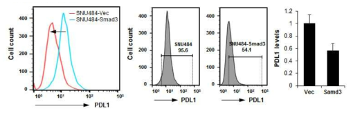 위암세포주 SNU484에서 Smad3를 과발현 시킨 후 PDL1의 발현 분석