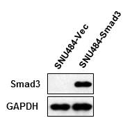 Smad3 과발현 세포 주 제작 완성 확인