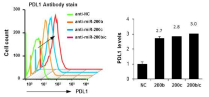 Smad3 과발현 SNU484 세포주에서 miR200 억제제를 처리한 후 PDL1 레벨분석