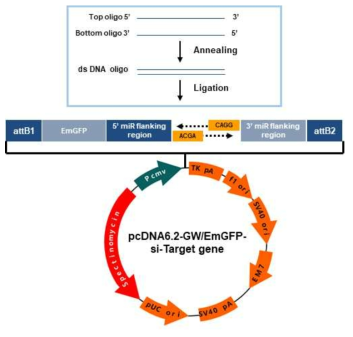 pcDNA6.2-GW/EmGFP-miR vector를 활용한 방사선 저항성 유전자 발현저하 플라스미드