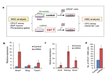 microRNA에 의한 고항진된 EMT 확인