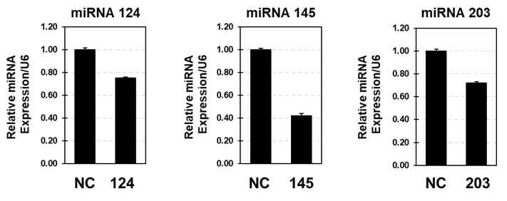 중간엽 줄기세포에서 microRNA inhibitor 발현의 지속정도 및 기간 확인