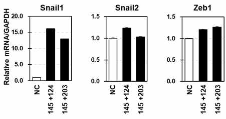 중간엽 줄기세포에서 microRNA inhibitor에 의한 EMT-marker gnene 확인