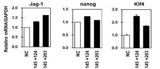 중간엽 줄기세포에서 microRNA inhibitor에 의한 pluri-gene확인