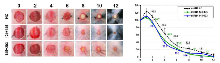 정상생쥐모델에서 효율, 고항진 된 중간엽 줄기세포에 의해 상처치료 촉진의 효력실험