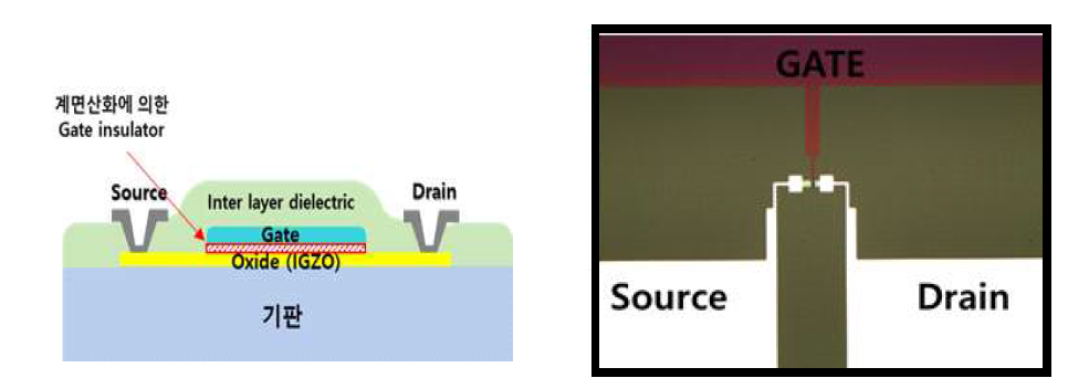 계면산화 절연막을 적용한 자기정렬 박막트랜지스터 단면구조와 제작 된 소자의 현미경 사진