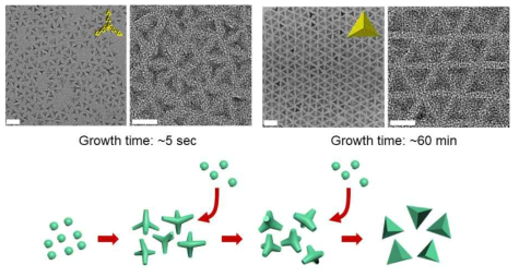 Cl-amine의 co-passivation 기반 InP (111)면의 안정화를 통한 사면체 InP 양자점의 성장경로 확인