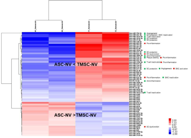 TMSC-NV와 ASC-NV의 miRNA 성분 비교표. 노화성 혈관질환의 기작과 치료에 대한 유불리를 녹/적색으로 우측 miRNA 이름 옆에 표기함 (녹색: 치료에 유리, 적색: 치료에 불리). TMSC-NV가 ASC-NV보다 노화성 혈관질환의 치료에 유리한 miRNA성분을 더 많이 포함하고 있음을 밝힘