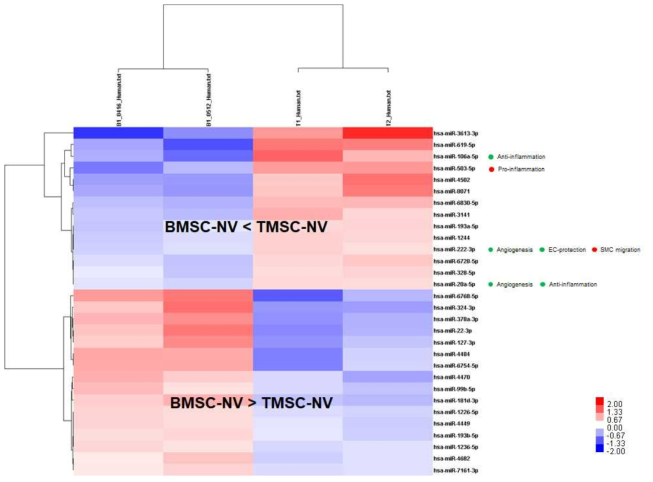 TMSC-NV와 BMSC-NV의 miRNA 성분 비교표. 노화성 혈관질환의 기작과 치료에 대한 유불리를 녹/적색으로 우측 miRNA 이름 옆에 표기함 (녹색: 치료에 유리, 적색: 치료에 불리). TMSC-NV가 BMSC-NV보다 노화성 혈관질환의 치료에 유리한 miRNA성분을 더 많이 포함하고 있음을 밝힘