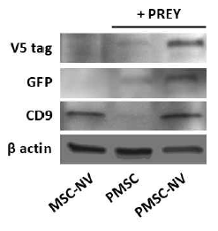 형질전환 전후, 나노 베지클 추출 전후 단백질에 대한 웨스턴 블롯. V5 tag, GFP: 형질전환된 막 단백질, CD9: 엑소좀/나노베지클 마커
