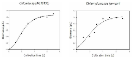 조류 바이오매스 성장 곡선 (CO2 5 %, 0.2 vvm)