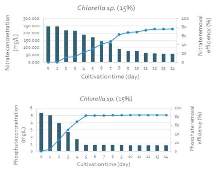Chlorella sp. (AG10133) 배양에 의한 질소, 인 제거 (CO2 15%, 0.2 vvm)