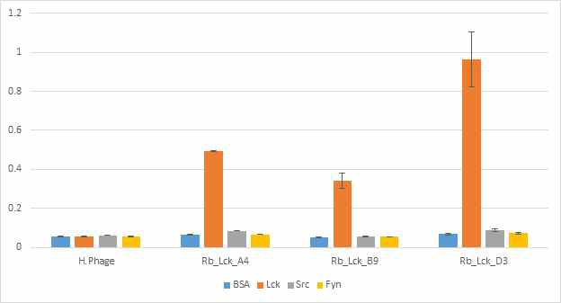 Src 패밀리 인산화효소들에 대한 리피바디의 교차 결합 여부 확인