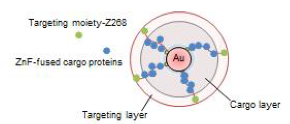 금 나노입자와 Zinc-finger를 이용하여 개발된 단백질 전달 시스템