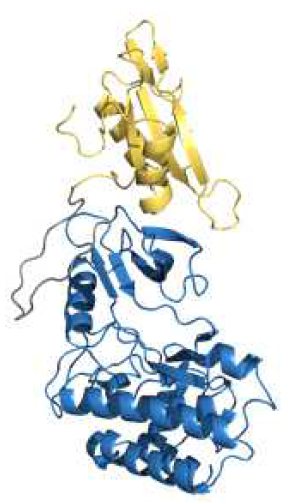 컴퓨터 모델링을 통해 얻어진 Btk kinase의 SH2-KD의 구조 모델. (노란색: SH2, 파란색: kinase domain, 회색: linker)