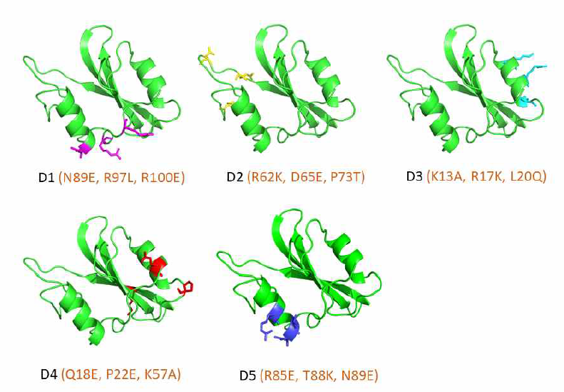 Lck의 SH2 도메인에 결합하는 리피바디의 결합부위 예측을 위해 설계된 다섯 종류의 SH2 도메인 돌연변이들의 위치