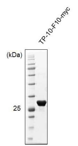 정제된 TP-10 및 myc와 융합된 리피바디