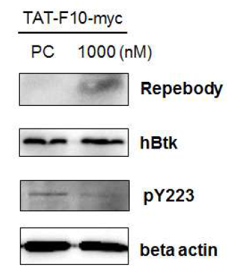 TAT을 이용하여 세포 내로 전달된 리피바디가 Btk의 자가 활성 부위인 티로신223에 미치는 영향
