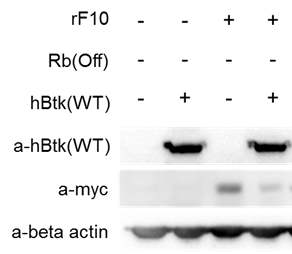 HEK293 세포에서의 최종 확보한 리피바디 (F10)과 Btk의 발현 확인