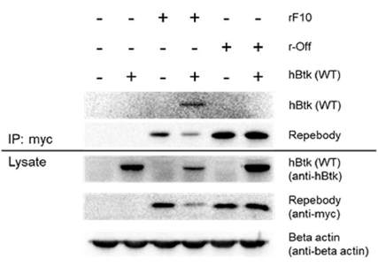 HEK293 세포에서 Btk kinase와 rF10 리피바디의 결합 여부 확인