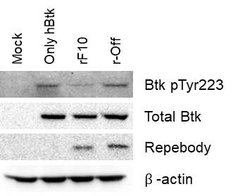 F10 리피바디를 처리하였을 때 Btk kinase의 auto-phosphorylation 티로신 223의 변화