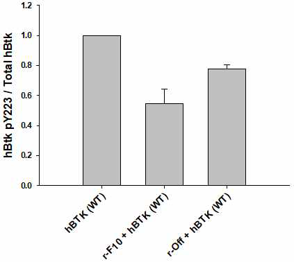 F10 리피바디를 처리하였을 때 Btk kinase의 auto-phosphorylation인 티로신223번의 변화를 그래프화 한 결과