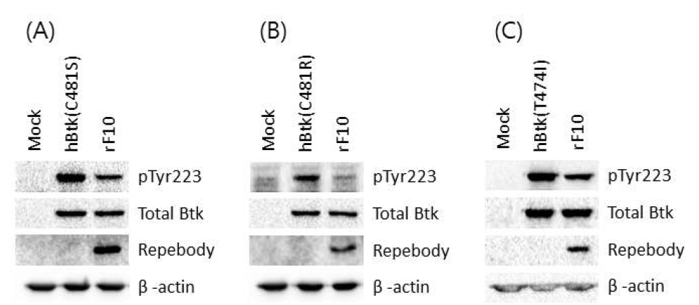 F10 리피바디를 처리하였을 때 약물 저항성 돌연변이가 유발된 Btk의 auto-phosphorylation 억제 효과 결과 (A) Btk(C481S) (B) Btk(C481R) (C) Btk(T474I) 의 auto-phosphorylation 변화