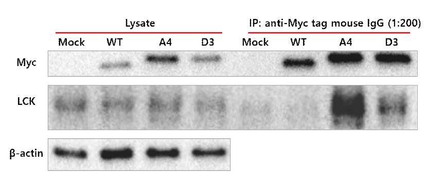 동시면역침강법을 통한 A4, D3 리피바디의 Lck와의 세포 내 결합 여부 확인. Lysate로 표시된 그룹은 각 단백질의 세포내 발현량을 확인한 것이고 IP로 표시된 그룹은 myc 표지된 리피바디를 myc표지 항체로 면역 침강반응하여 결합력을 확인한 결과임. (Mock: 리피바디가 들어가지 않은 벡터 형질주입, WT: Lck에 결합하지 않는 야생형 리피바디 형질주입, A4,D3: 개발된 A4, D3 리피바디 형질주입), (Myc: Myc표지된 리피바디, β-actin: 전체 샘플양이 동일한지 확인하기 위한 대조군, Lck: Lck의 발현량 및 동시면역침강여부 확인)
