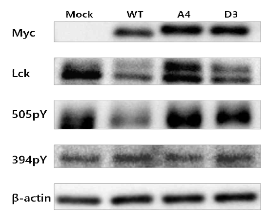 개발된 리피바디 A4와 D3가 세포내에서 Lck의 활성을 변화시킬 수 있는지 확인한 실험. Myc은 myc 태그로 표지된 리피바디의 발현, Lck는 Lck kinase의 발현을 확인한 것임. 505pY는 Lck의 기능을 억제시키는 505번 타이로신의 인산화 정도이고, 394pY는 Lck의 기능을 활성화시키는 394번 타이로신의 인산화 정도임. β-actin은 전체 샘플양이 동일한지 확인하기 위한 대조군. (Mock: 리피바디가 들어가지 않은 벡터 형질주입, WT: Lck에 결합하지 않는 야생형 리피바디 형질주입, A4, D3: 개발된 각 A4, D3 리피바디 형질주입)