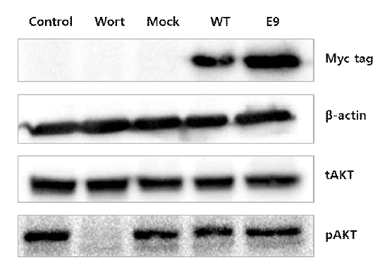 E9 리피바디의 세포 내에서의 PI3K 활성 저해 분석. PI3K의 하위 신호전달 단백질로 대표되는 Akt의 인산화 여부를 분석한 결과 저분자 저해제 wortmannin에 비하여 E9 리피바디는 PI3K 활성 저해 효과가 없는 것으로 확인됨. (Control: PBS처리, Wort: wortmannin 처리, Mock: 리피바디가 없는 벡터 형질주입, WT: PI3K에 결합하지 않는 리피바디 형질주입, E9: 개발된 E9 리피바디 형질주입), (Myc tag: Myc 표지된 리피바디의 발현 확인, β-actin: 전체 샘플양이 동일한지 확인하기 위한 대조군, tAKT: 전체 Akt 발현량 확인, pAKT: Akt 인산화 정도 확인)