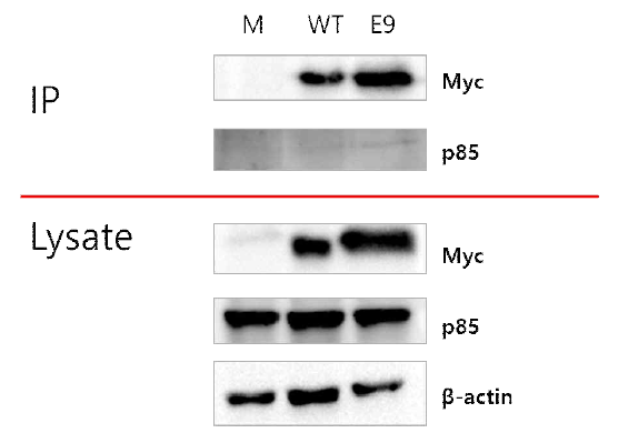 세포 내에서 E9 리피바디와 PI3K의 결합 유지 여부 분석. Lysate 군은 세포 내에서 발현량을 western blot으로 확인. IP로 표시된 면역침강반응 그룹에서는 리피바디는 잘 확인되었으나 PI3K는 매우 약한 수준으로 결합함. (Mock: 리피바디가 없는 벡터의 형질주입, WT: PI3K에 결합하지 않는 리피바디 형질주입, E9: 개발된 E9 리피바디 형질주입), (Myc tag: Myc 표지된 리피바디의 발현 확인, β-actin: 전체 샘플양이 동일한지 확인하기 위한 대조군, p85: 리피바디가 결합하는 PI3K의 nSH2 도메인)