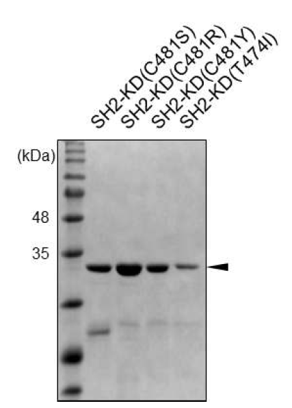 ibrutinib 저항성 돌연변이를 포함한 Btk의 SH2-KD 도메인의 발현 및 정제