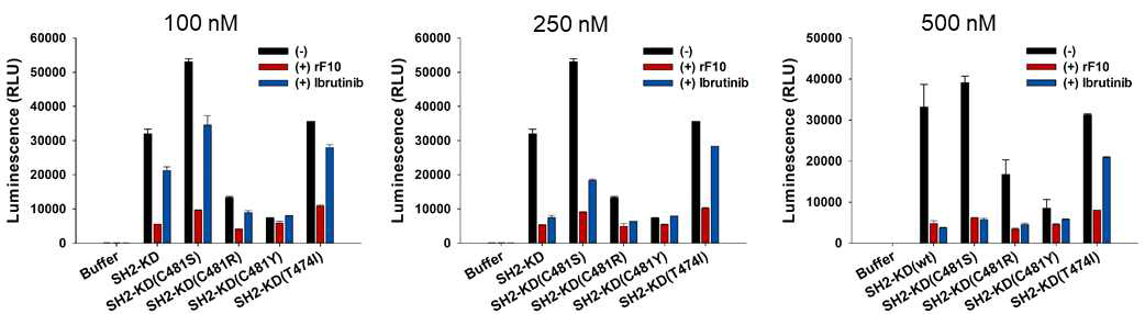 rF10과 ibrutinib의 농도를 100 nM, 250 nM, 500 nM로 처리하였을 때, 약물 저항성 돌연변이인 C481S, C481R, C481Y, T474I를 포함한 Btk의 SH2-KD의 활성 측정 결과