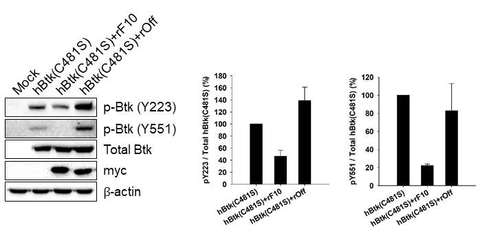 C481S를 포함하는 Btk의 전체 서열과 N-terminal에 myc-tag을 추가한 rF10 혹은 wild-type 리피바디를 HEK293 세포에 transfection후, western blot을 이용하여 Btk의 인산화 정도를 검출한 결과. 오른쪽 그래프는 세 번 이상의 반복 실험 수행 후, ImageJ 소프트웨어를 이용하여 티로신 223번과 티로신 551번의 인산화 정도를 수치화한 후 그래프를 그린 결과