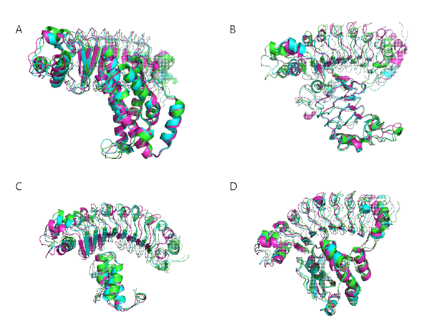 각 표적 단백질에 대한 X-ray 결정 구조 (연녹색), ClusPro 도킹 구조 간소화 (하늘색), Rosetta_scripts 보정 구조 간소화 (보라색)을 X-ray 결정 구조의 표적 단백질에 대해 정리한 그림. 각각 A) IL6, B) Egfr C) C5a, D) rac1 과 해당 리피바디의 구조를 나타내고 있음