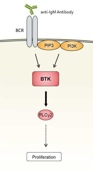Btk 관련 신호 전달 체계