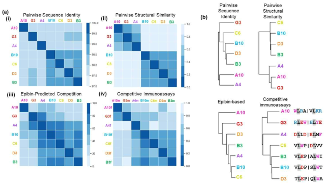 Epibin-based binning and competitive immunoassays both reveal competition between repebodies A4 and B10. (a). Binning of repebodies based on. (i). pairwise sequence identity. (ii). pairwise structural similarity as measured by C RMSD. (iii). competition predicted by Epibin with an EOS threshold of 0.8. (iv).competitive immunoassays. (b). Dendograms showing clustering of repebodies based on (i). sequence identity. (ii). structural similarity. (iii). Epibin-predicted competition. (iv). competitive immunoassays