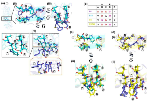 Competition between A4 and B10 is attributed to presence of similar amino acids in equivalent positions. (a). Superposition of A4 and B10 structural models, illustrating structural equivalent positions in both repebodies (i). Full view. (ii). Zoomed-in view of Modules 3 and 4. Hypervariable sites 1, 2 and 3 are represented as sticks. (iii). Front view. (iv). Side-view illustrating the positions of similar amino acids in structurally-equivalent positions of A4 and B10. (b). Amino acids present in these positions in each repebody highlighting the similarity of position pairs B and D (denoted by asterisks) in A4 and B10. Superposition of C6 and (c). B10 and (d). A4