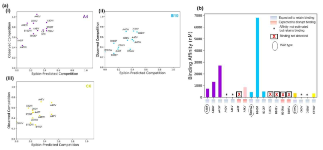 Competitive immunoassays and ITC results confirm significance of position pair. (a). Scatter comparing Epibin-predicted competition (x-axis) and corresponding observed competition (y-axis) of all designed variants with the wild type forms of (i). A4 (ii). B10 and (iii). C6. (b). Binding affinity estimation of the wild type and variant forms of A4, B10 and C6 to IL-6 as measured by isothermal titration calorimetry