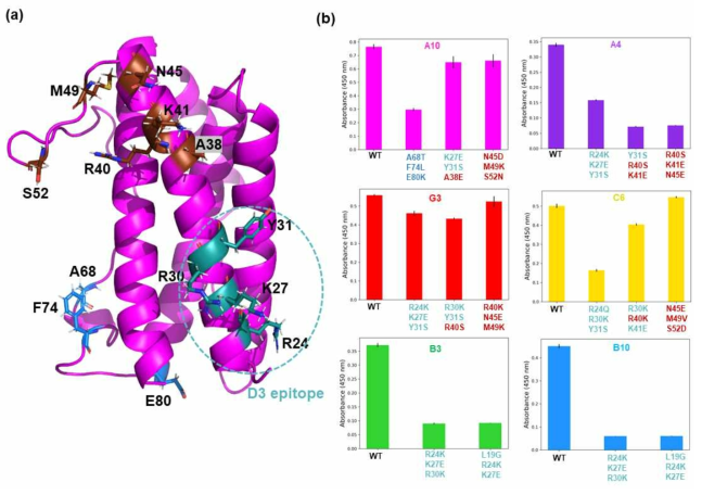 Epitopes of A4 and B10 partially overlap with each other. Episcope was used for designing triple-mutant variants of IL6 to pinpoint epitope locations for six repebodies. Each of these variants, targeting different residues on IL6, were tested for binding to the repebodies. (a). Epitope residues corresponding to the triple-mutant designs mapped onto the structure of IL6 (PDB ID: 1ALU). The residues are assigned into each of the three color groups based on their location in the structure (b). Bar plots representing the binding of wild-type IL6 and its variants to each of the six repebodies. Values are mean+S.D of three replicates